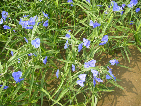 土壤養(yǎng)分速測(cè)儀在測(cè)土施肥中的作用