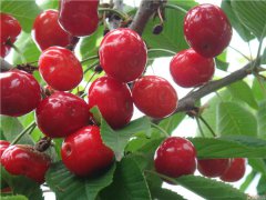 土壤養分速測儀是怎么測定土壤養分的？