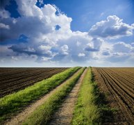 土壤墑情自動(dòng)檢測(cè)儀幫助火龍果種植過(guò)程