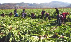 土壤墑情監(jiān)測站可以幫助種植農(nóng)業(yè)增產(chǎn)增收