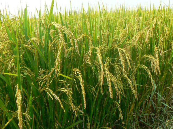 土壤墑情監測系統是如何運行的？