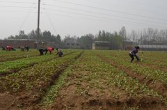 土壤含水量是如何計算的？