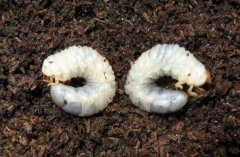 土壤含水量監測儀器幫助消滅“地老虎”