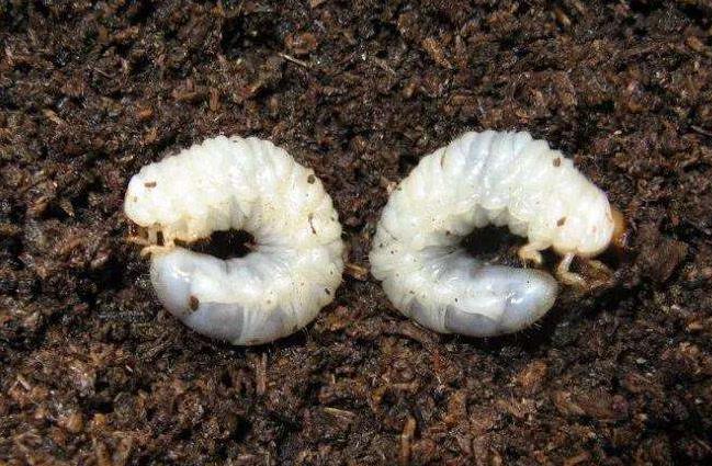 土壤含水量監測儀器幫助消滅“地老虎”