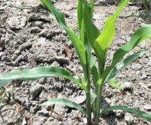 土壤墑情如何實現(xiàn)自動監(jiān)測？