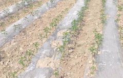 基于無線網絡的遠程墑情監測系統介紹