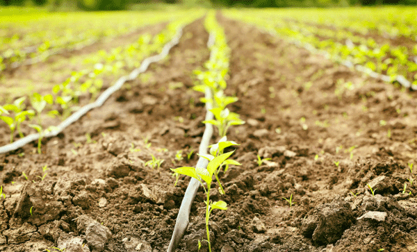 為什么要開(kāi)展土壤墑情監(jiān)測(cè)工作？