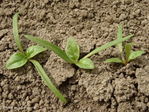 土壤墑情監測系統為種植提供參考數據